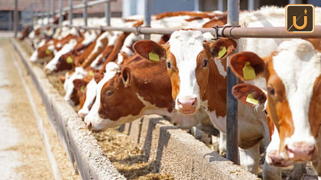Usthadian Academy / Department of Animal Husbandry and Dairying Pavilion | nov 8 2023 Usthadian Academy / Department of Animal Husbandry and Dairying Pavilion